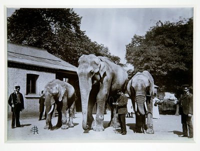 Jumbo de Olifant in de London Zoo, 1870s door English Photographer